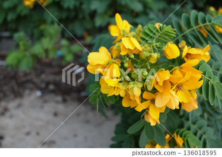 Close-up of senna surattensis in the rural. Yellow wild flowers in countryside. Flower and plant. 136018595