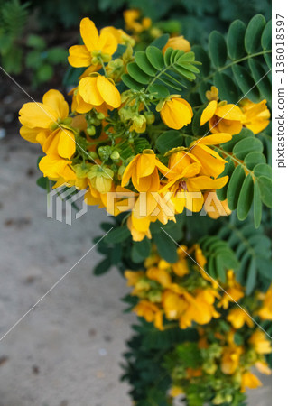 Close-up of senna surattensis in the rural. Yellow wild flowers in countryside. Flower and plant. Close-up of senna surattensis in the rural. Yellow wild flowers in countryside. Flower and plant. 136018597