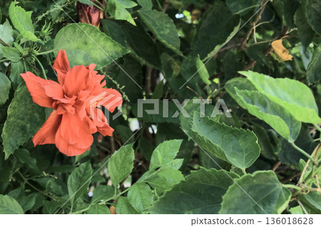 A shoeblackplant, red wild flower, with green leaves. Flower and plant. A shoeblackplant, red wild flower, with green leaves. Flower and plant. 136018628