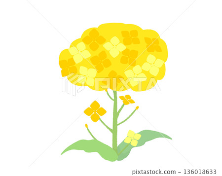 Simple rape blossoms Simple rape blossoms 136018633