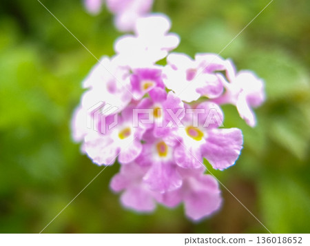Close up of Trailing lantana in bokeh effect. Wild purple flowers. Flower and plant. Close up of Trailing lantana in bokeh effect. Wild purple flowers. Flower and plant. 136018652