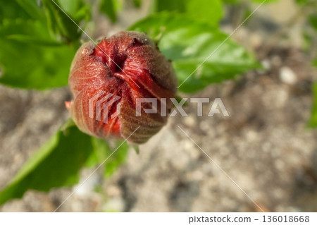 Close-up of the red flower bud, red hibiscus bud in the rural. Flower and plant. 136018668