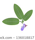 Sage leaves and flower on a white background. 136018817