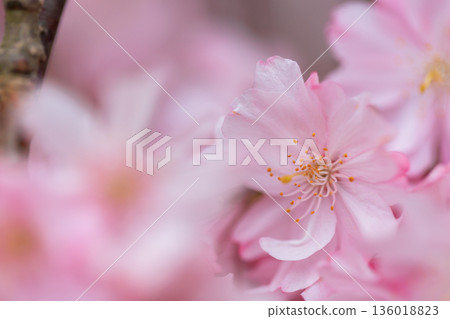 Weeping cherry tree (Kitakata, Fukushima Prefecture) 136018823