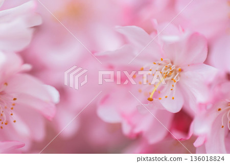 Weeping cherry tree (Kitakata, Fukushima Prefecture) 136018824