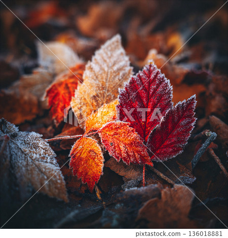 Close-up of colorful autumn leaves covered in frost on a chilly morning in the forest during fall season 136018881