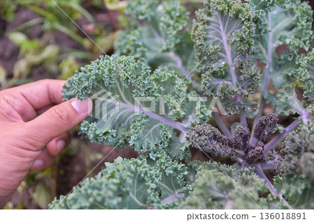 hand checking kale leaf in vegetable garden hand checking kale leaf in vegetable garden 136018891