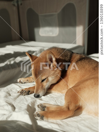 Shiba Inu who sleeps deeply 136018899