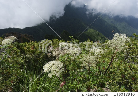 The main ridgeline with clouds rising from the rhododendron-filled Tanigawadake ridgeline The main ridgeline with clouds rising from the rhododendron-filled Tanigawadake ridgeline 136018910