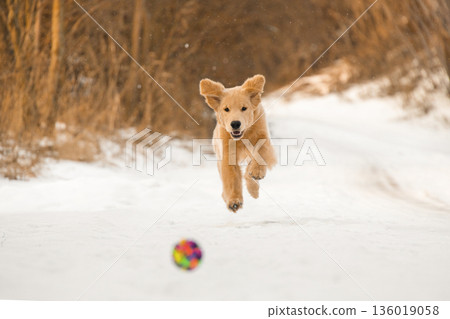 An action shot of a happy young dog chasing a ball on a snowy road. The puppy looks funny and excited with its ears flying in the air 136019058