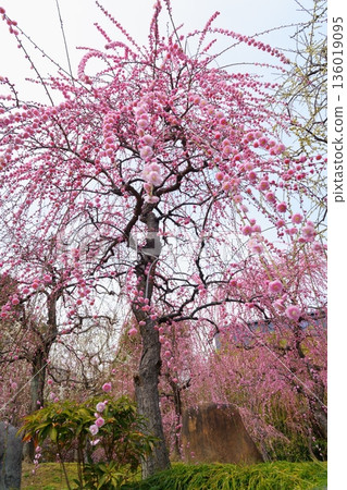 【京都】城南宮垂枝梅花盛開 【京都】城南宮垂枝梅花盛開 136019095