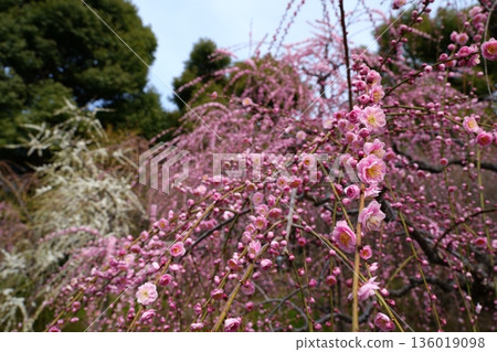【京都府】城南宮的垂枝梅花變粉紅色 【京都府】城南宮的垂枝梅花變粉紅色 136019098