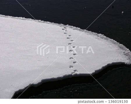 A bird with a short cut A bird with a short cut 136019130