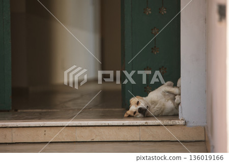 A stray dog with an identification tag resting by an old green doorway in Vlora, Albania, captured on August 19, 2025. 136019166