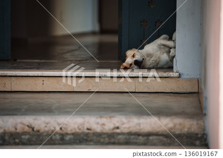 A stray dog with an identification tag resting by an old green doorway in Vlora, Albania, captured on August 19, 2025. 136019167