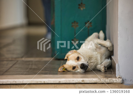 A stray dog with an identification tag resting by an old green doorway in Vlora, Albania, captured on August 19, 2025. 136019168