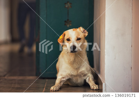 A stray dog with an identification tag resting by an old green doorway in Vlora, Albania, captured on August 19, 2025. 136019171
