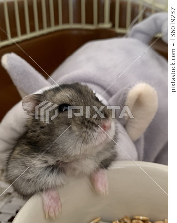 Djangarian hamster Djangarian hamster 136019237
