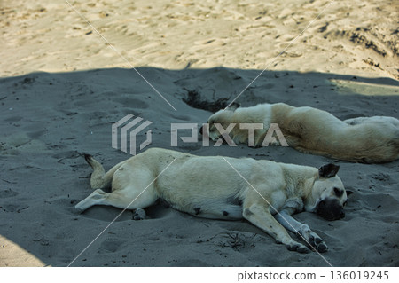 A large stray dog resting calmly on warm sand dunes near Vlora, Albania, photographed on August 25, 2025. The soft light and natural surroundings create a peaceful atmosphere, capturing a quiet moment A large stray dog resting calmly on warm sand dunes near Vlora, Albania, photographed on August 25, 2025. The soft light and natural surroundings create a peaceful atmosphere, capturing a quiet moment 136019245