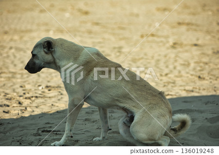 A large stray dog resting calmly on warm sand dunes near Vlora, Albania, photographed on August 25, 2025. The soft light and natural surroundings create a peaceful atmosphere, capturing a quiet moment A large stray dog resting calmly on warm sand dunes near Vlora, Albania, photographed on August 25, 2025. The soft light and natural surroundings create a peaceful atmosphere, capturing a quiet moment 136019248