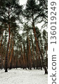 Winter Pine Forest Covered with Snow 136019249