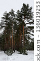 Winter Pine Forest Covered with Snow  136019253