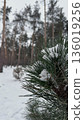 Winter Pine Forest Covered with Snow. Calm Natural Landscape 136019256