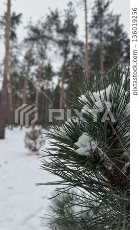 Winter Pine Forest Covered with Snow. Calm Natural Landscape 136019256