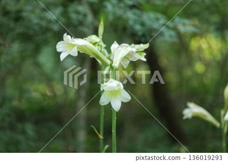 岩手縣瀧澤森林公園的舊手套百合 136019293