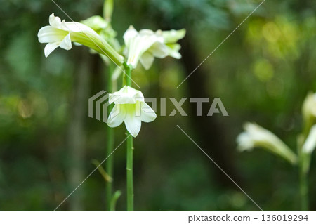 Old-glove lilies at Takizawa Forest Park in Iwate Prefecture Old-glove lilies at Takizawa Forest Park in Iwate Prefecture 136019294