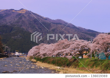 千頭川沿岸盛開的櫻花(鳥取縣谷津郡千頭町) 千頭川沿岸盛開的櫻花(鳥取縣谷津郡千頭町) 136019369