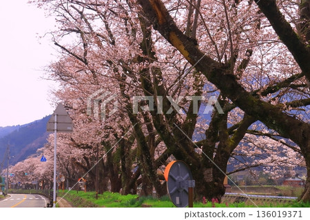千頭川沿岸盛開的櫻花（鳥取縣谷津郡千頭町） 136019371