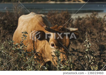 A close-up of a brown cow grazing on wild vegetation near the shoreline in Vlora, Albania, photographed on August 25, 2025. The warm sunlight highlights the animal fur and horns A close-up of a brown cow grazing on wild vegetation near the shoreline in Vlora, Albania, photographed on August 25, 2025. The warm sunlight highlights the animal fur and horns 136019460
