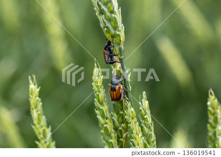 Beetle pest of grain crops, Kuzka, sits on a ripe ear of wheat Beetle pest of grain crops, Kuzka, sits on a ripe ear of wheat 136019541