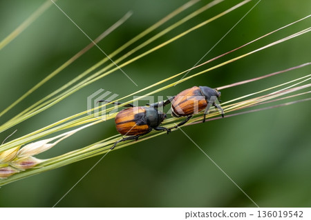 Beetle pest of grain crops, Kuzka, sits on a ripe ear of wheat Beetle pest of grain crops, Kuzka, sits on a ripe ear of wheat 136019542