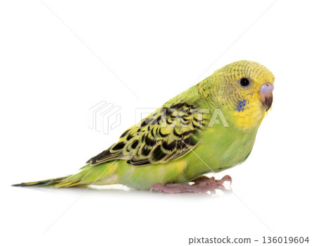 young budgerigar in studio young budgerigar in studio 136019604