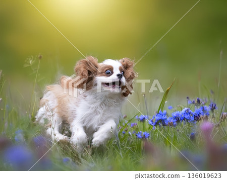 cavalier king charles cavalier king charles 136019623