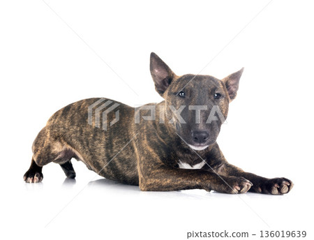 miniature bull terrier in studio 136019639