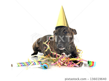 miniature bull terrier in studio 136019640