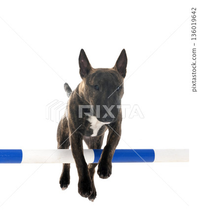 miniature bull terrier in studio 136019642