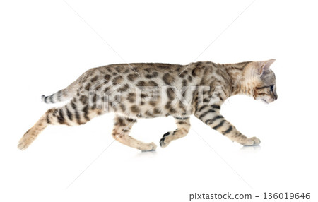 bengal kitten in studio 136019646