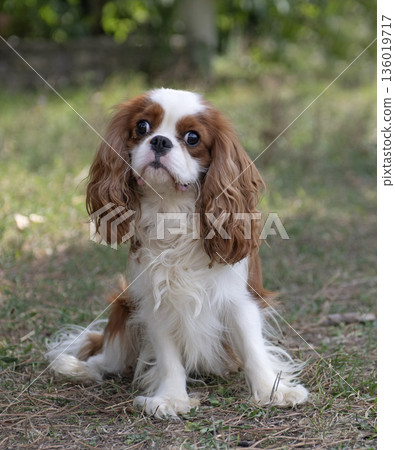 cavalier king charles cavalier king charles 136019717