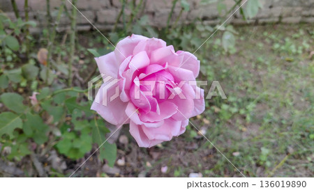 A delicate pink rose blooms in a garden showcasing its intricate petals and vibrant color 136019890