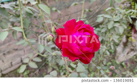 A vibrant red rose blooms amidst lush green foliage in soft daylight A vibrant red rose blooms amidst lush green foliage in soft daylight 136019891