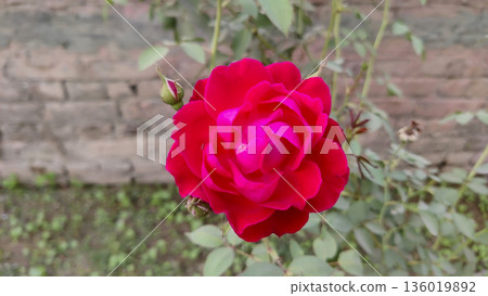 A vibrant red rose in full bloom with a bud nearby 136019892
