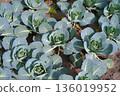 Danish ballhead cabbage. Healthy blue-green cabbage sprouts grow in the garden on the ground in a shape of a rose flower. Concept for growing vegetables in a home garden. Real photo, high angle. 136019952