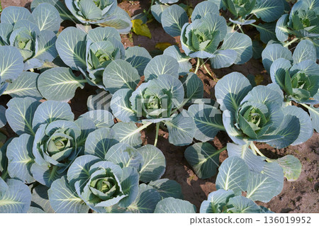 Danish ballhead cabbage. Healthy blue-green cabbage sprouts grow in the garden on the ground in a shape of a rose flower. Concept for growing vegetables in a home garden. Real photo, high angle. 136019952