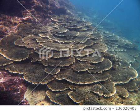 Layers of Acropora coral pile up like stairs in the Kariki Sea in Kushimoto Town Layers of Acropora coral pile up like stairs in the Kariki Sea in Kushimoto Town 136020405