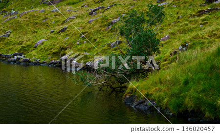 Green tree branches hang over the tranquil surface of the lake, mirroring the lush surroundings. A rocky, mossy hillside covered in vibrant green grass slopes upwards. Green tree branches hang over the tranquil surface of the lake, mirroring the lush surroundings. A rocky, mossy hillside covered in vibrant green grass slopes upwards. 136020457