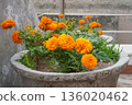 Orange marigold flowers bloom in gray cement pots on the terrace and covered in drops of water after rain. The round, vibrant, healthy plants thrive against the gray concrete walls. 136020462